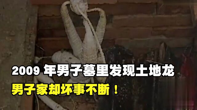 2009年男子墓里发现土地龙,风水先生说是宝地,男子家却坏事不断