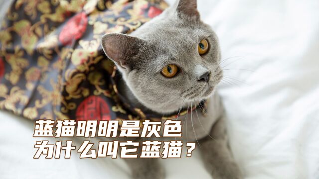 蓝猫明明是灰色,为什么叫它蓝猫?