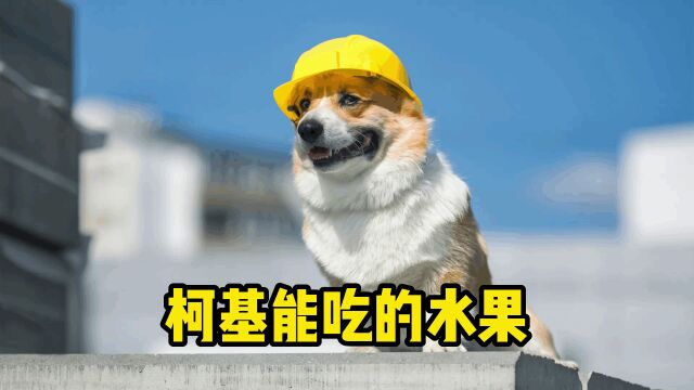 柯基能吃的7种水果,你家最爱哪几种?