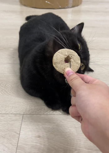 原来猫咪永动机是真的!快来给你家猫试试!