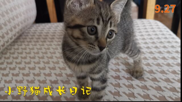 两只小野猫的成长日记!