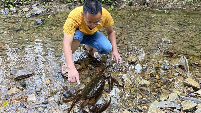 这种山螃蟹1斤能卖90元,逆着溪水往上找,多到抓不完,真过瘾