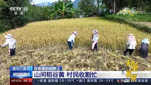 贵州六盘水:山间稻谷黄 村民收割忙