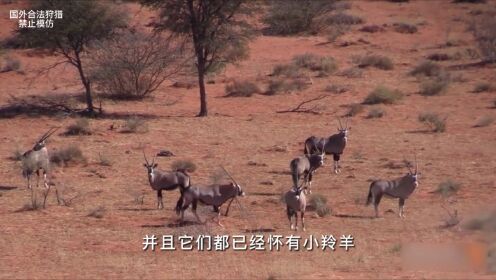 卡拉哈里沙漠狩猎，不毛之地竟有如此多的动物，猎人收获颇丰