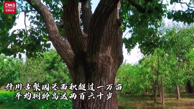 【中央媒体看甘肃】甘肃皋兰:黄河沿岸万亩古梨树再迎丰收