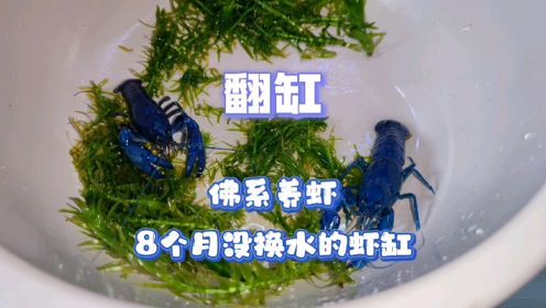 佛系养鳌虾，给8个月没换水的虾缸翻缸，焕然一新水清虾靓。
