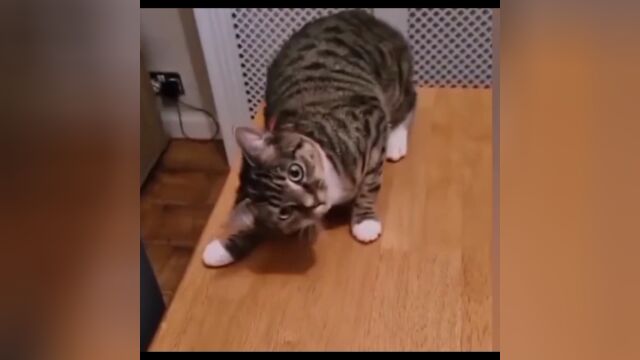 搞笑猫咪