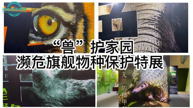 中国12种本土野生猫科动物标本齐亮相