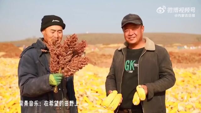 ▶麦浪翻滚 穗飘香 内蒙古“丰”景如画秋收忙