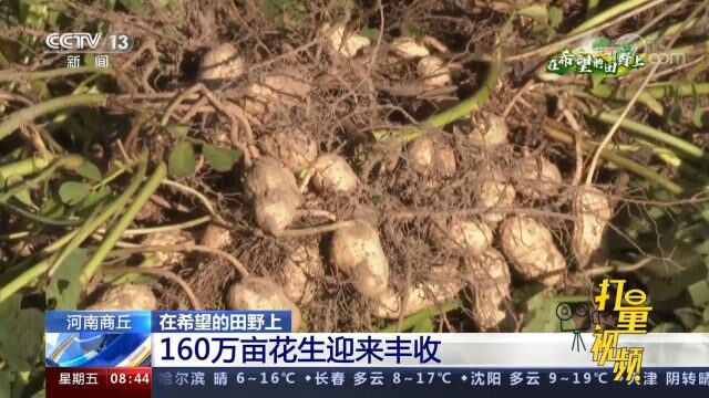 河南商丘160万亩花生迎来丰收,田间地头一派繁忙景象