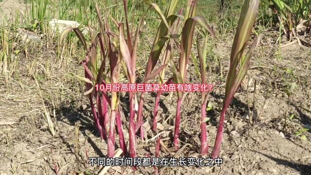 10月份高原牧草巨菌草嫩苗有啥变化?你看这个牧草视频,对比一下