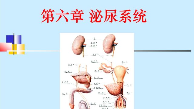 泌尿系统精讲【第03课】肾小球疾病(一)