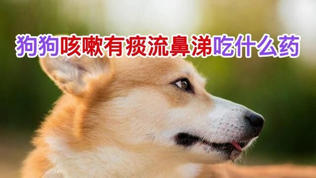 狗狗咳嗽有痰流鼻涕吃什么药