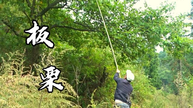 上山打一些野生板栗,炖一锅板栗排骨,好吃又下饭