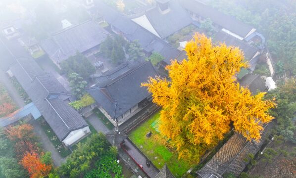 美丽了1400年西安古观音禅寺银杏树,树叶已泛黄,进入最佳观赏期