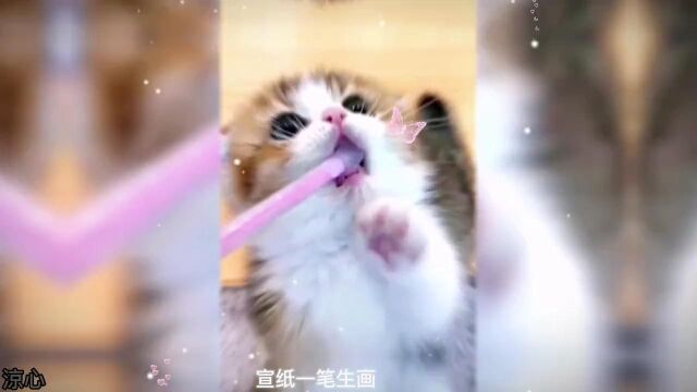 呆萌猫猫#可爱到爆