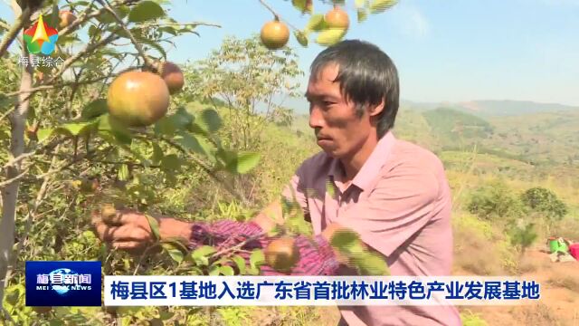 点赞!梅县区此基地入选广东省首批林业特色产业发展基地!