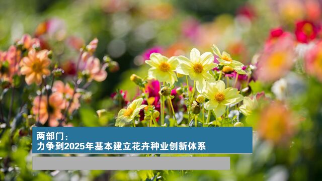 两部门:力争到2025年基本建立花卉种业创新体系