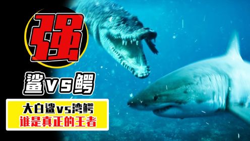 大白鲨vs湾鳄，从5个维度对比，看看谁才是王者？