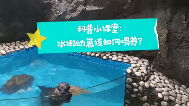 融创海洋学院水獭幼崽的喂养方式