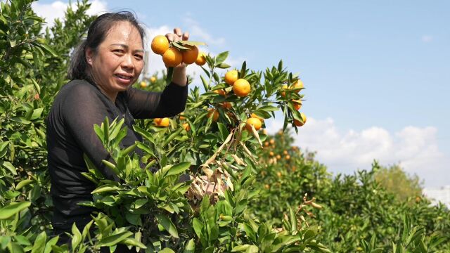 雪峰山下,洞口雪峰蜜桔成熟采摘中