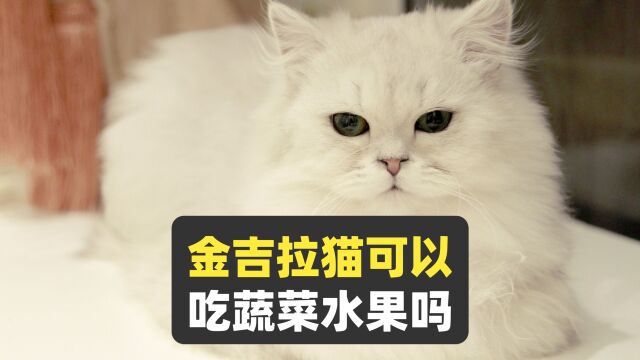 金吉拉猫可以吃蔬菜水果吗?金吉拉猫可以吃什么蔬菜水果