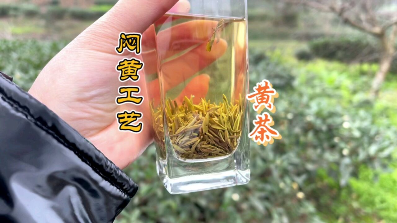 黄茶的定义就是黄叶黄汤,想喝到正宗好黄茶,就请认真看一下_腾讯视频