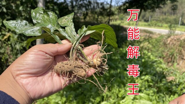 农村不起眼的“万能解毒王”,用途特别强大,你家乡也有却不了解