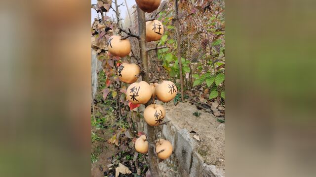 金秋蜜梨树苗 脆甜无渣 梨核小 今年栽植明年结果