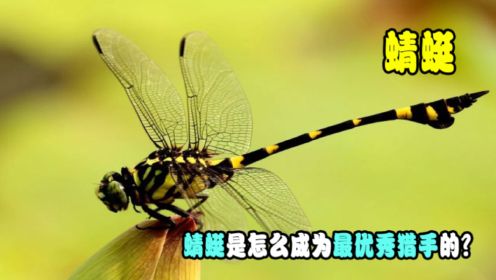 捕猎成功率为95%，蜻蜓是怎么成为最优秀猎手的？其中秘密是什么？