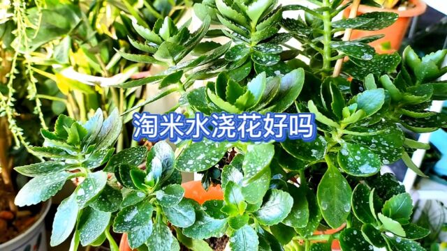 淘米水能浇花吗?