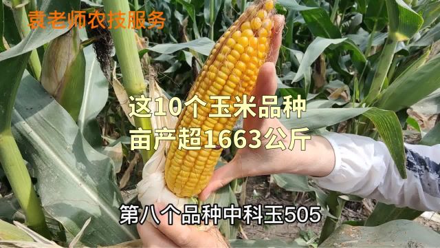 这10个超高产玉米品种,都已经种过7年以上,亩产最高1663公斤