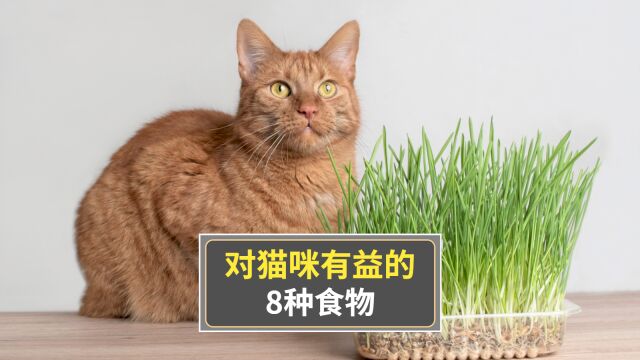 对猫咪有益的食物,可以多吃!