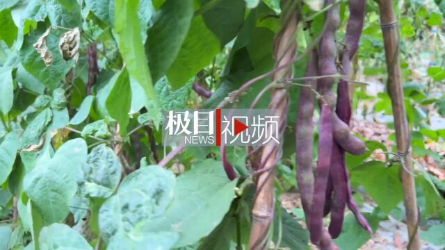 【视频】紫色四季豆,你见过吗?