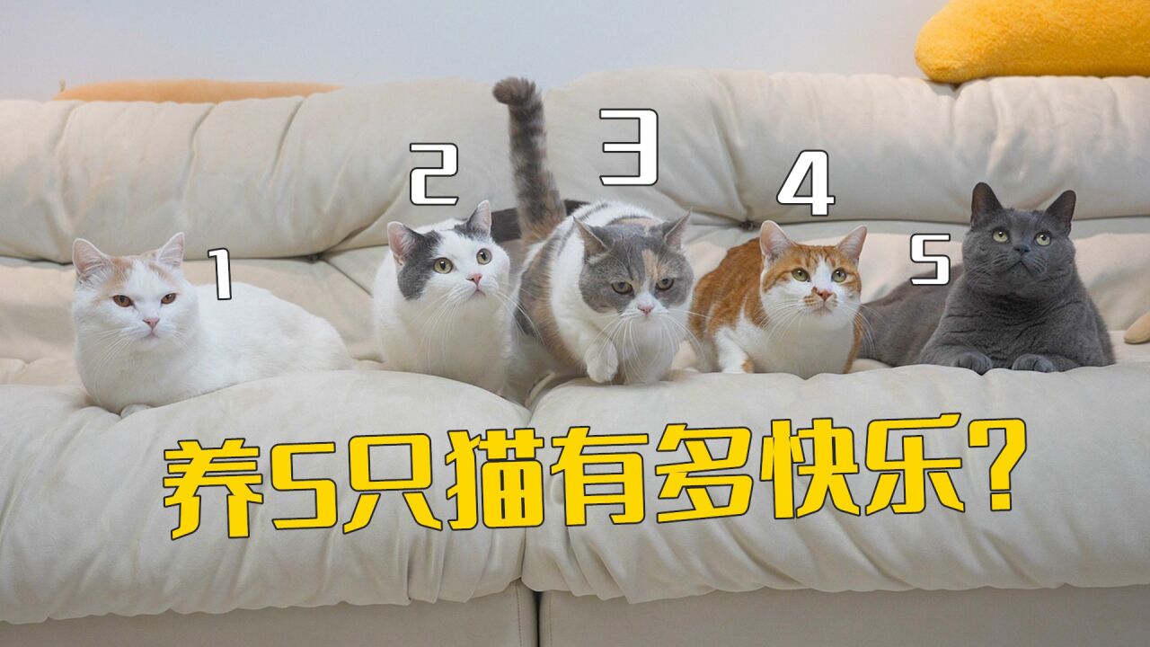 养5只猫,到底有多快乐?_高清1080P在线观看平台_腾讯视频