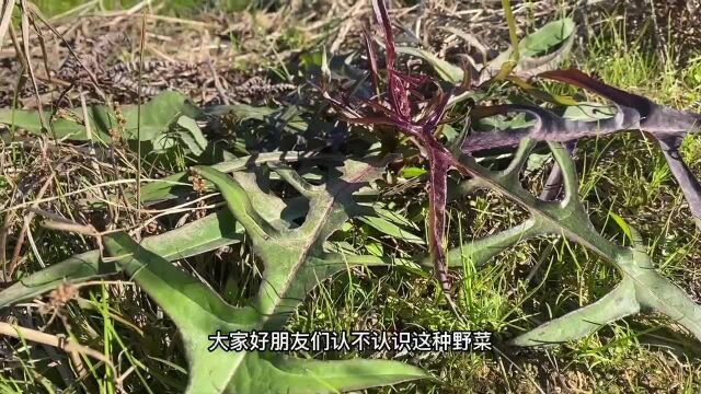 野菜“苦莴苣”,大家吃过吗?一起来认识下它的用途吧