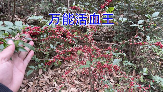 大山里珍贵的“万能活血王”,它用途特别强大,拍给大家认识一下