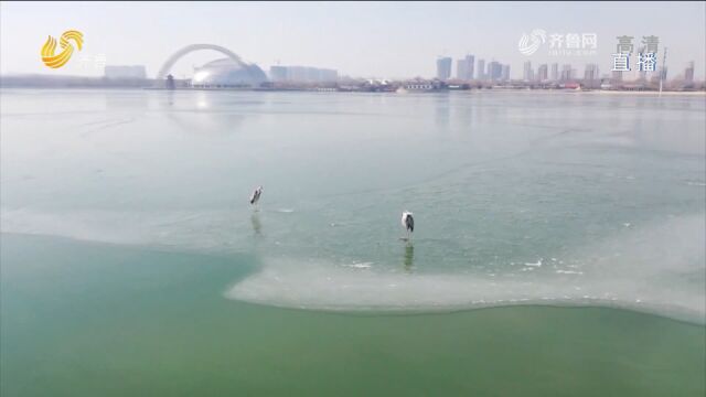 聊城东昌湖迎来新“客人”,候鸟翔集舞翩迁,绘就秀美生态画卷