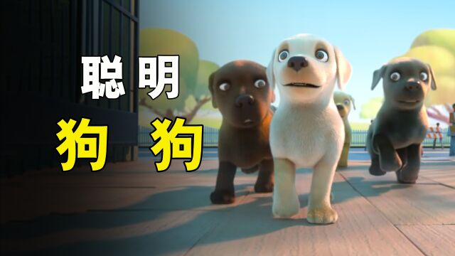 狗狗为了成为导盲犬,不断的努力训练!《导盲犬》