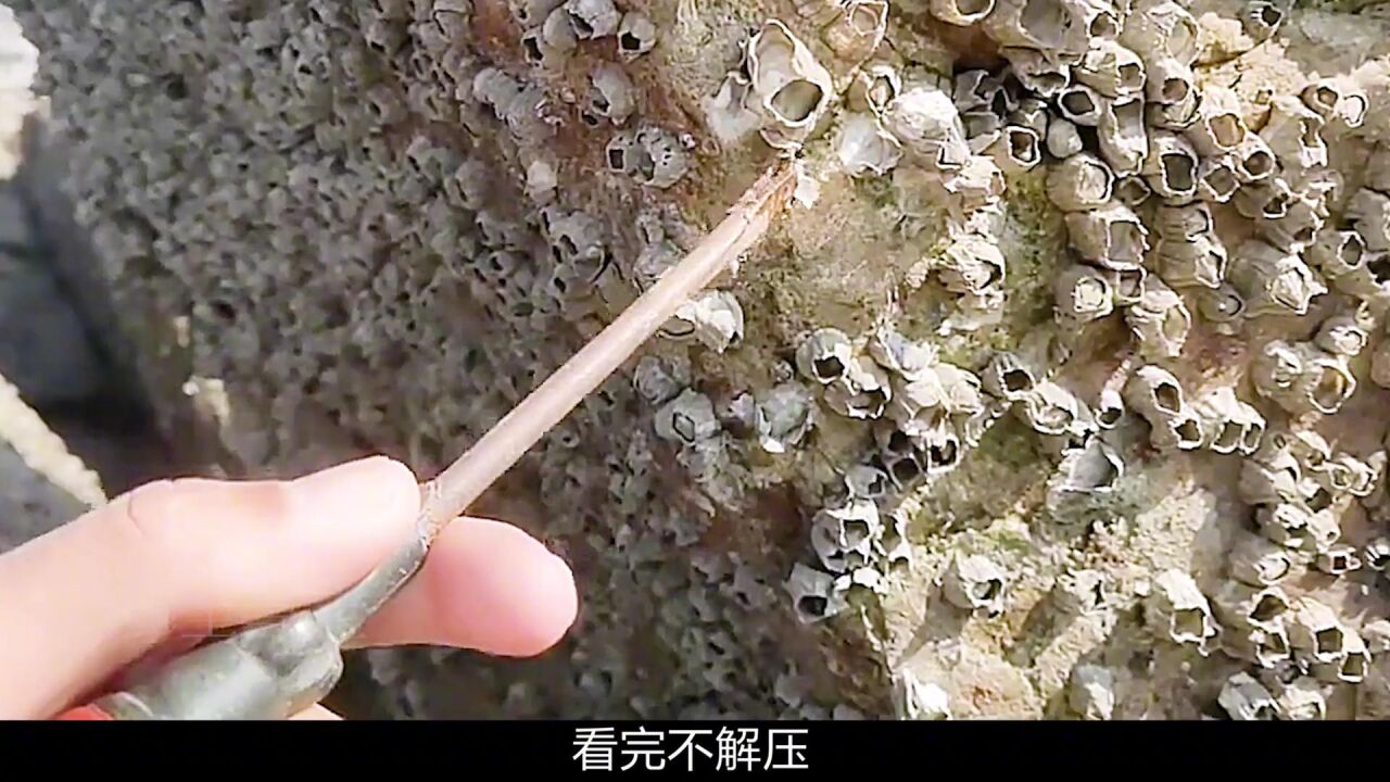 看着岩石上长满的藤壶,清理过程简直不要太酸爽