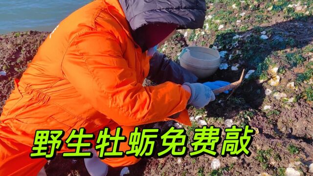 山东石岛惊现牡蛎山,大片野生牡蛎免费敲,这才是真正的渔家生活