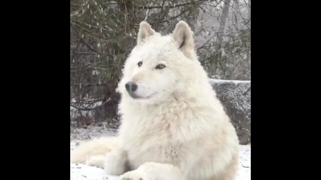 【Nikai】#北落基山狼##狼##白狼#下雪啦!——所属:Wolf ConservationCenter(美国纽约州South