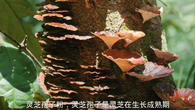 江苏惠明农产品流通中心有限公司:灵芝孢子粉是什么?