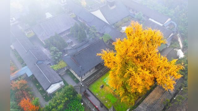 终南山古观音禅寺,一棵银杏树,美丽了上千年成为网红打卡地