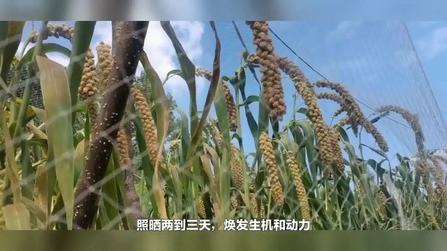 除了播种环境,种好小米还得这样做,农民朋友们学会了吗?