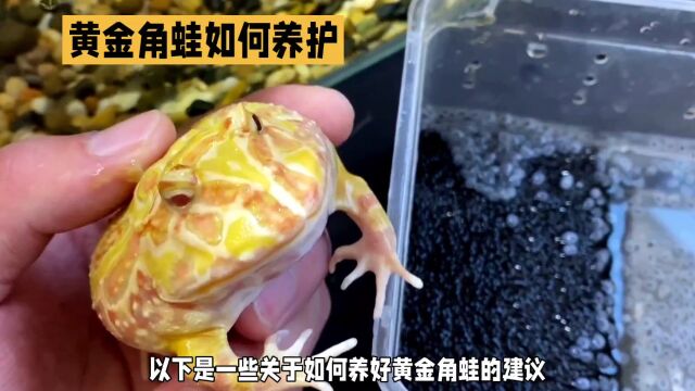 黄金角蛙要怎么养?