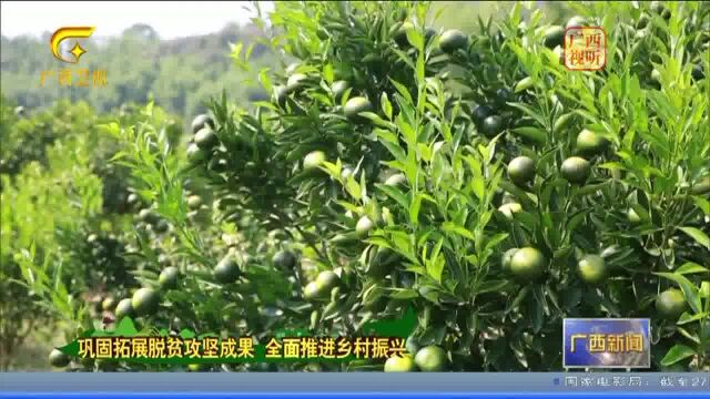 广西钦州浦北:陈皮飘香 打造百亿富民大产业