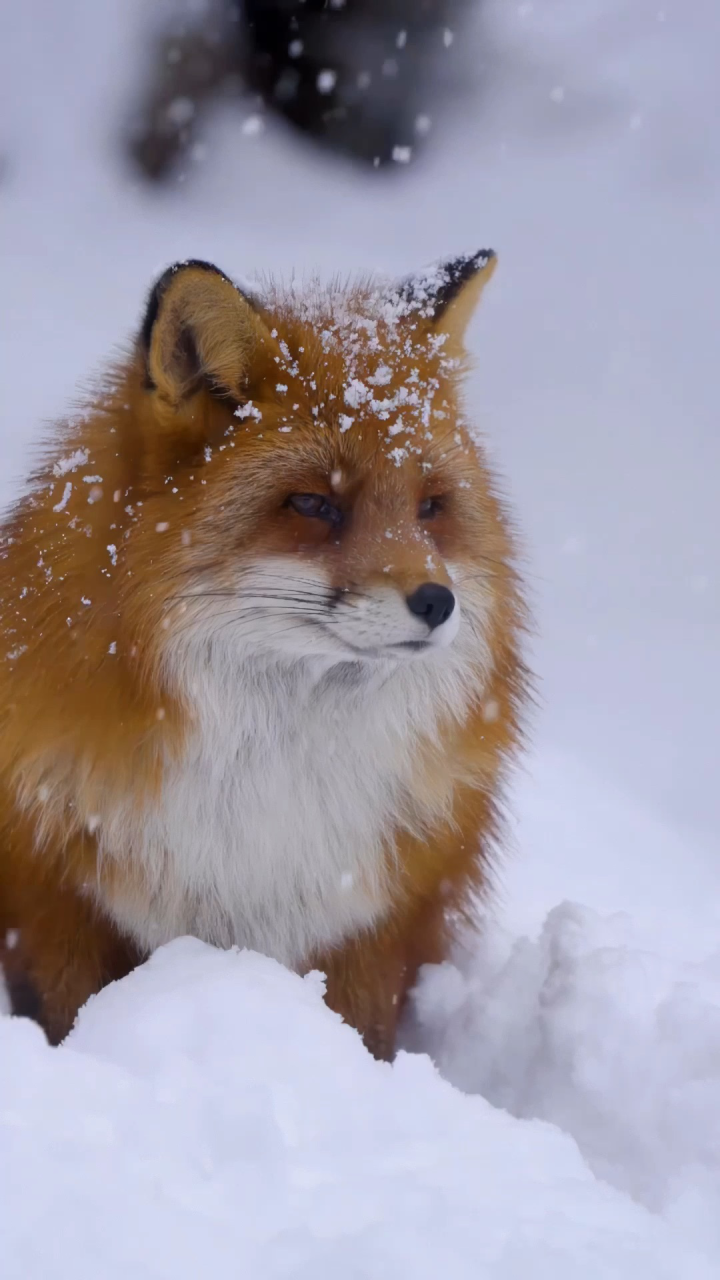 冬季雪中美丽的狐狸