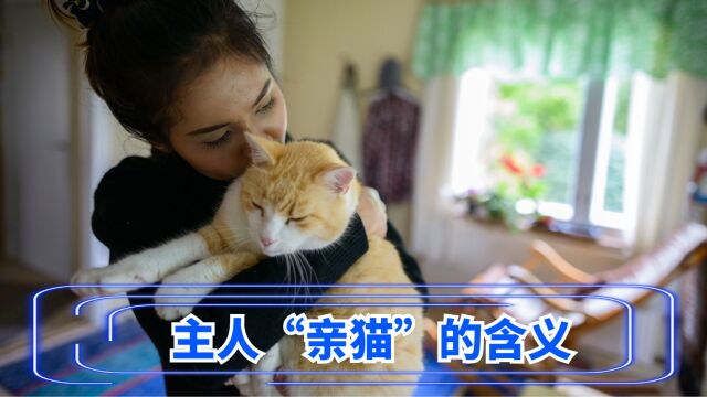 主人亲吻猫咪,在它眼里有这5种含义!