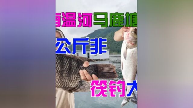 文山麻栗坡马鹿塘水库体验钓棚,网箱钓浮公斤非,休闲筏钓大鲢鳙 #鱼获满满 #户外钓鱼 #罗非鱼 #钓鱼人 #钓友请就位